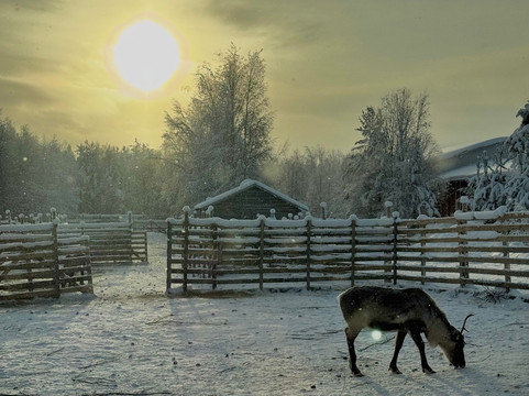 Local Lifestyle Rovaniemi-罗瓦涅米必去景点