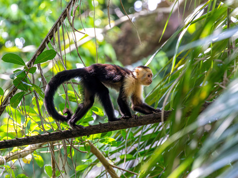Hacienda Baru Lodge-主日镇必去景点