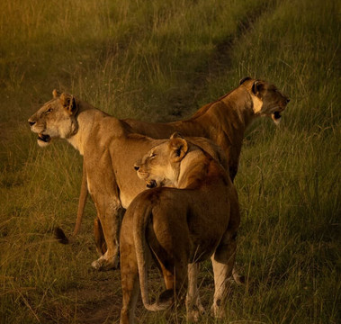 Stokman Safaris-Ruiru必去景点