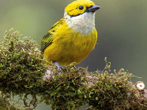 Batsu-多塔圣赫拉多必去景点