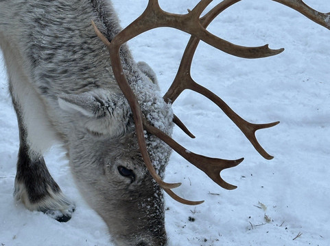 Jaakkola Reindeer Farm-Luosto必去景点