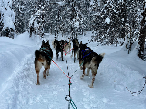Snowhook Adventure Guides of Alaska-Willow必去景点