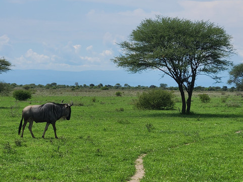 Altezza Travel-莫西必去景点