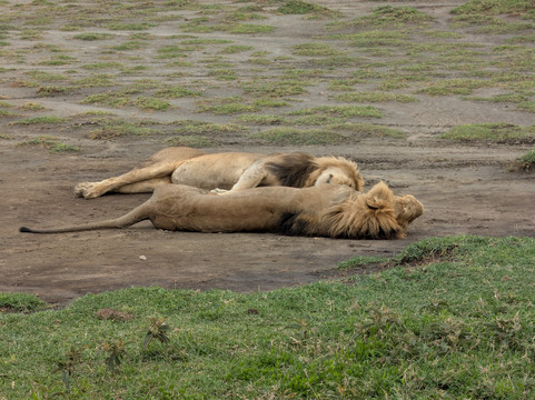 Serengeti Wakanda Tours & Safaris-阿鲁沙必去景点