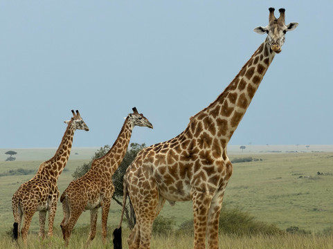 Antonio Safaris-Karen必去景点