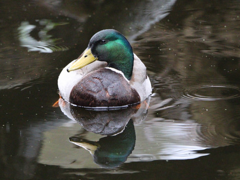Bromley Palace Park-布罗姆利必去景点