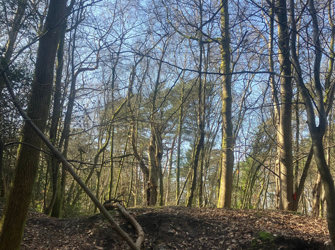 Ashdown Forest-Wych Cross必去景点