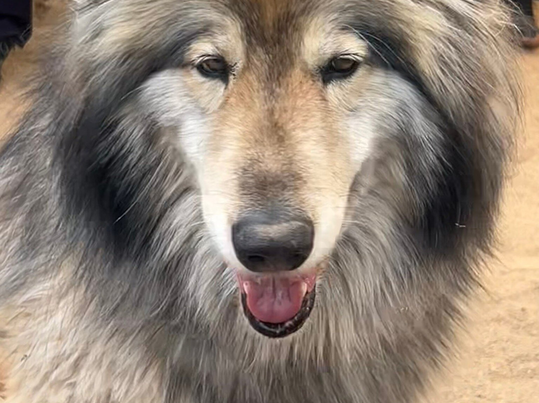 Sedona Wolf Sanctuary-Rimrock必去景点