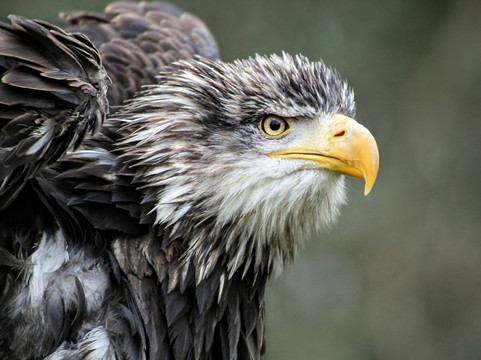 Mercer Falconry Raptor Park-Farnsfield必去景点