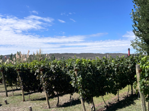 RJ Vinedos-路冉得库约必去景点