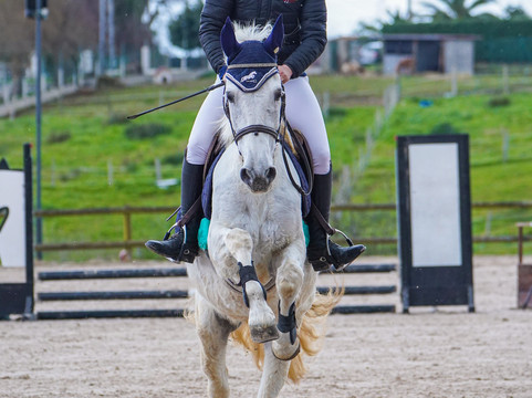 Escuela Equitación Manzaneda