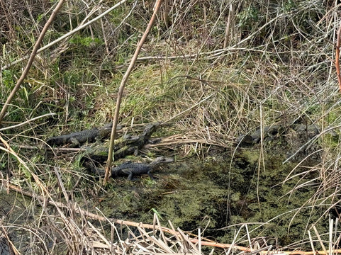 Bulls Island Ferry-Awendaw必去景点