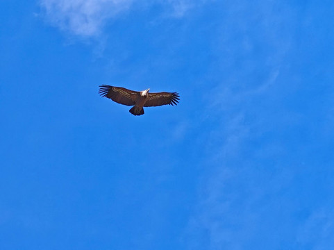 Monfrague National Park-Villarreal de San Carlos必去景点