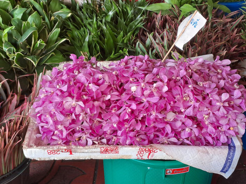 5 Senses Tours-班加罗尔必去景点