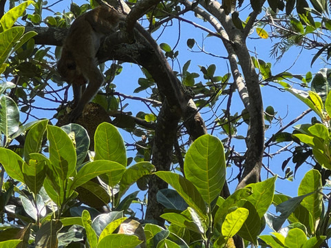 Amba Estate-班达拉维拉必去景点