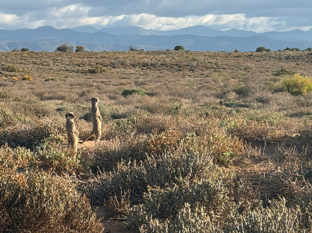 Five Shy Meerkats, Meerkat Adventure-奥兹洪必去景点