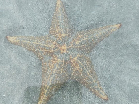 Starfish Beach-博卡斯镇必去景点