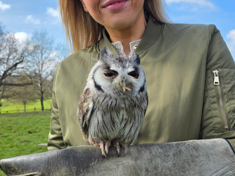 UK Owl And Raptor Centre-Groombridge必去景点