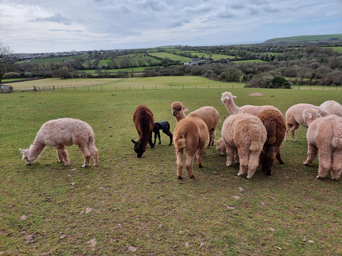 Pembrokeshire Alpaca Trekking-腾比必去景点