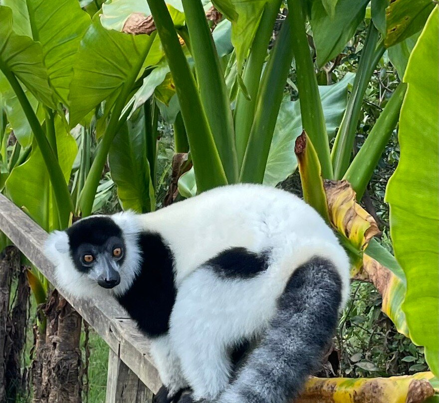 Wild-madagascar-tours-安塔那那利佛必去景点