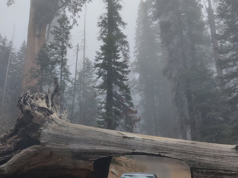 Tunnel Log-红杉&国王峡谷国家公园必去景点