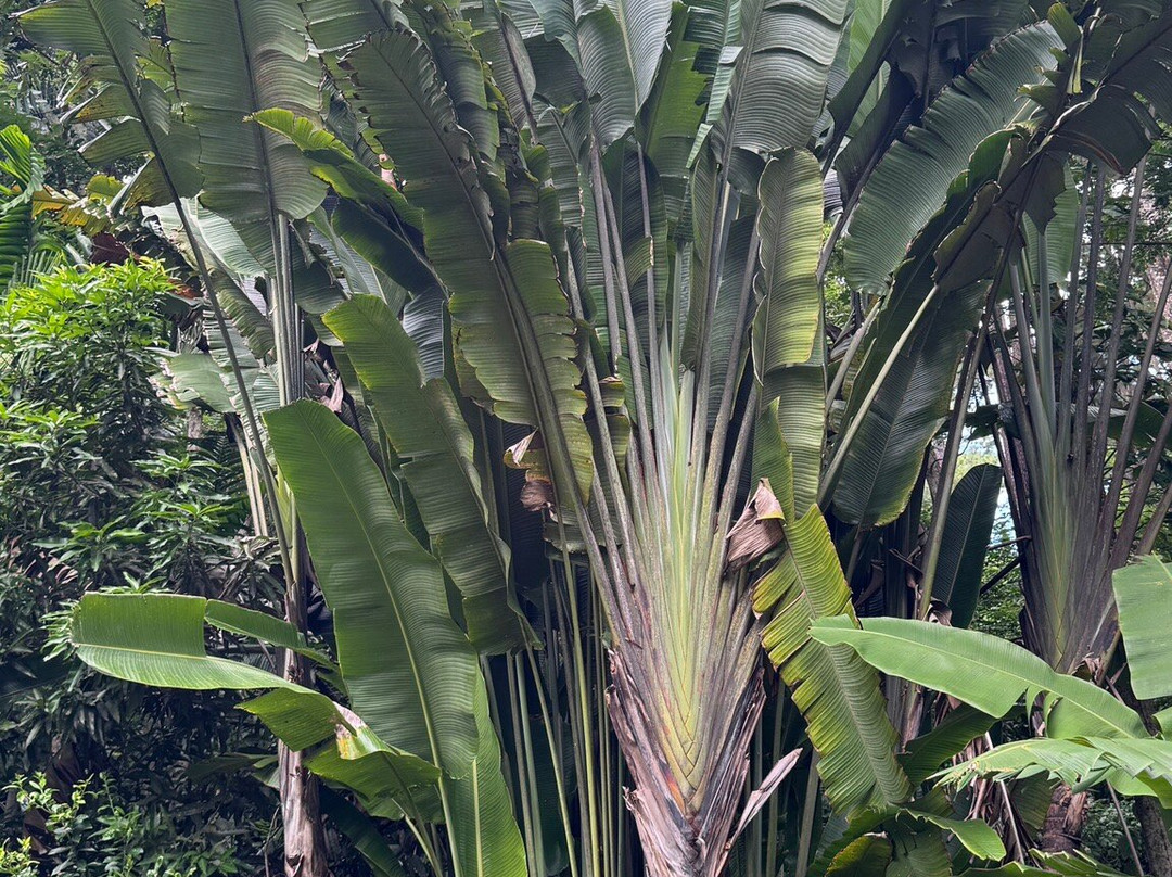 巨人的沉睡花园-纳迪市必去景点