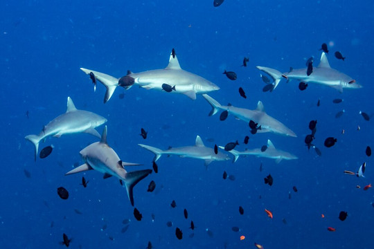 Scuba Journey-乌库拉斯必去景点