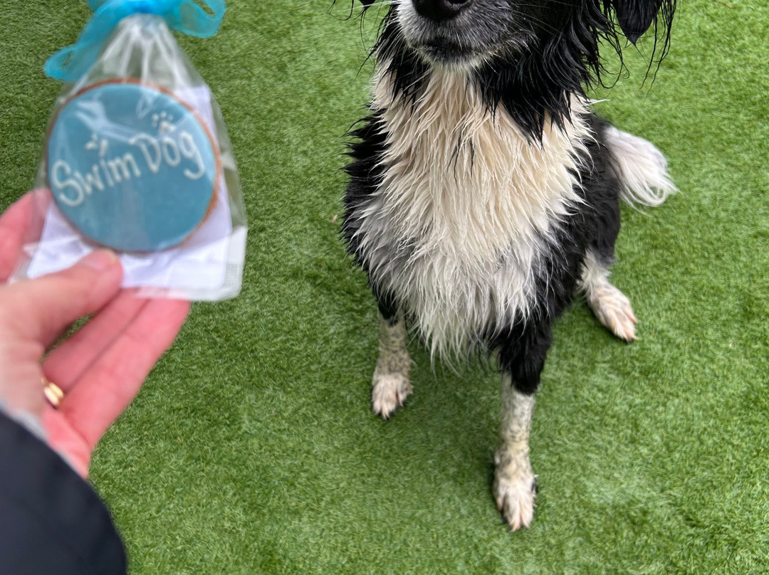 Swim Dog-纽奎必去景点