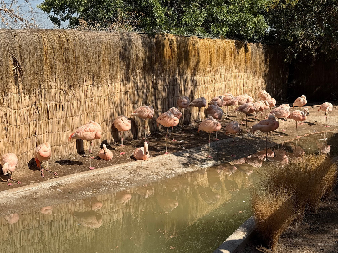 Zoológico Nacional de Chile-圣地亚哥必去景点