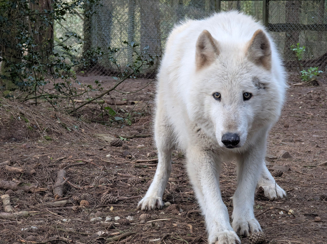 Lupi-Les Loups de Coat Fur-Lescouet-Gouarec必去景点