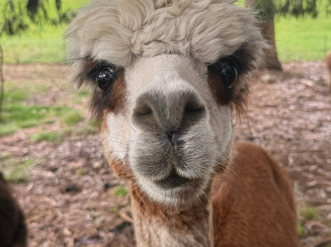 Kepler Mountain View Alpacas-马纳普里必去景点