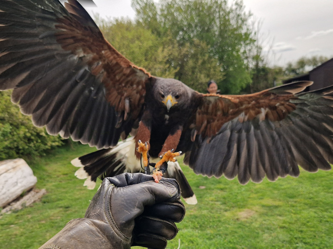 Feathers and Fur Falconry Centre-布拉克内尔必去景点