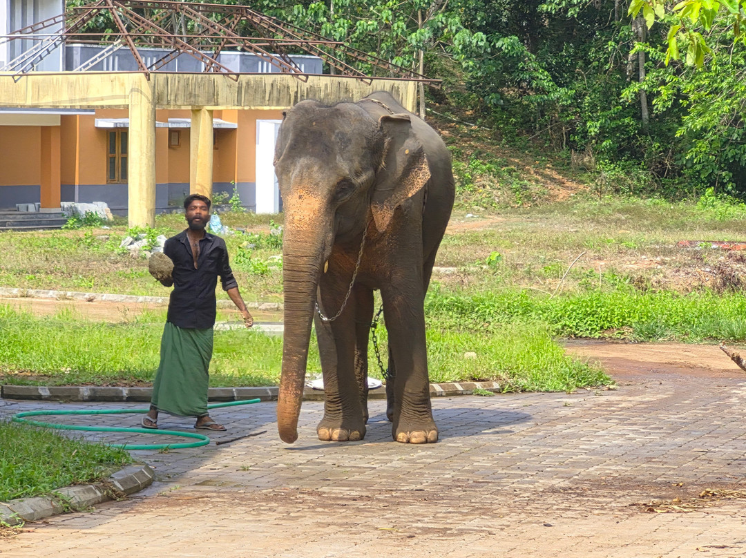 Elephant Rehabilitation Centre-提卢湾安塔普兰（特里凡德伦）必去景点