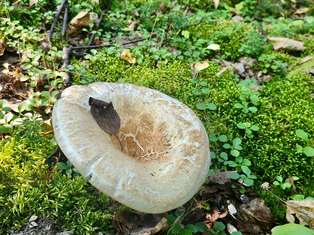 Parc National du Lac-Temiscouata-Saint-Michel-du-Squatec必去景点