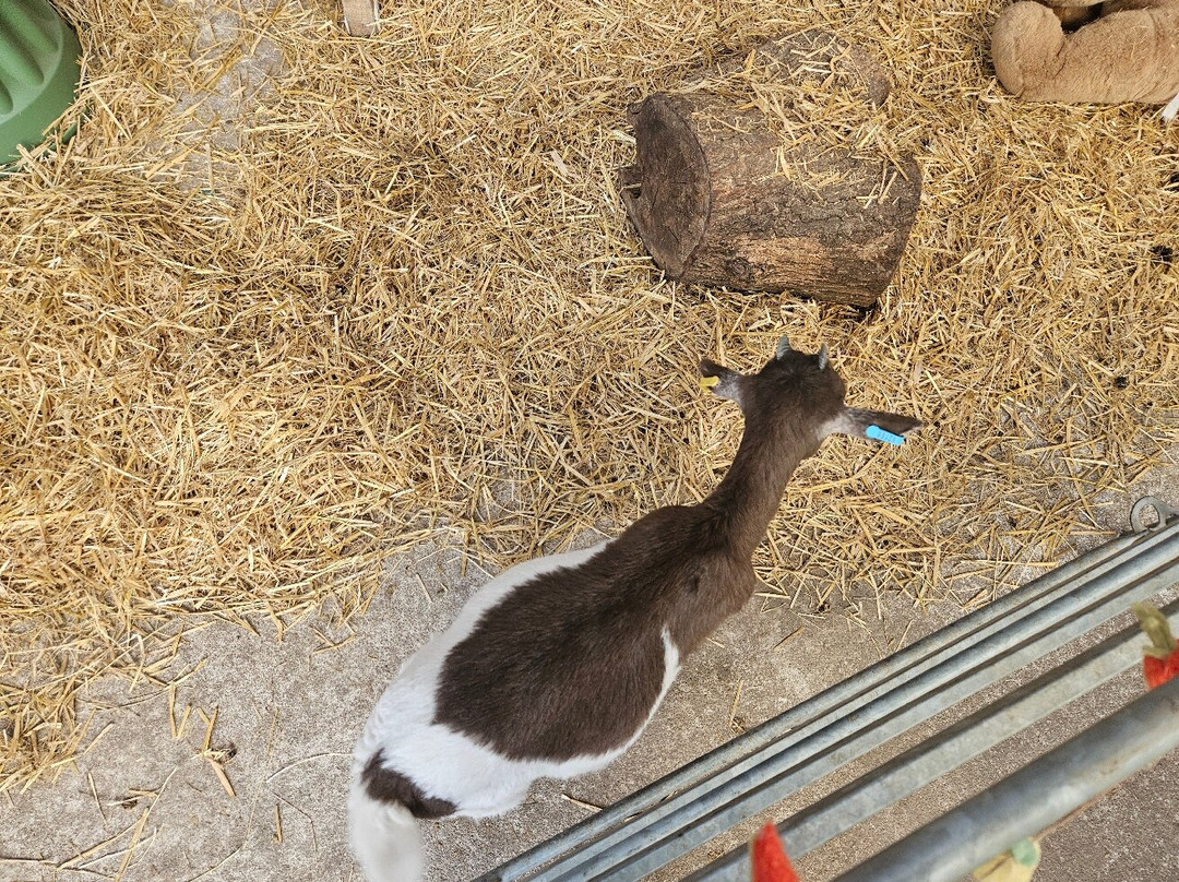 Woodlands Alpaca Farm-沃灵顿必去景点