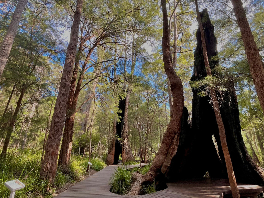 Valley of the Giants Tree Top Walk-Nornalup必去景点