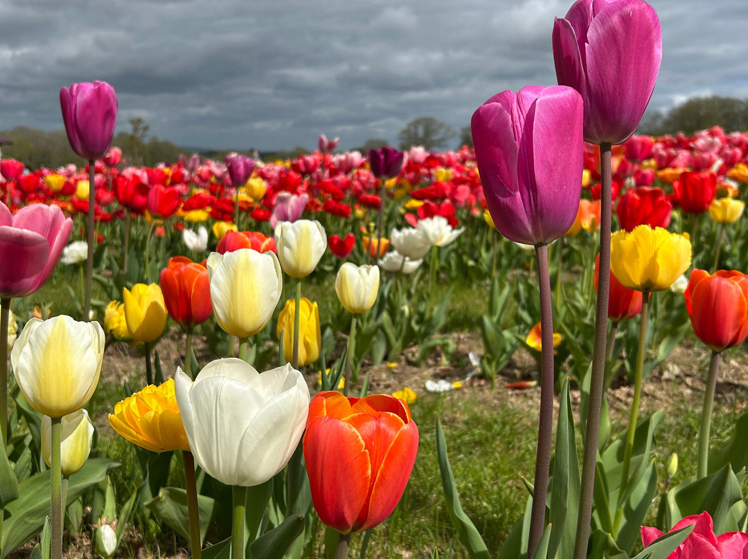 Tulleys-Turners Hill必去景点