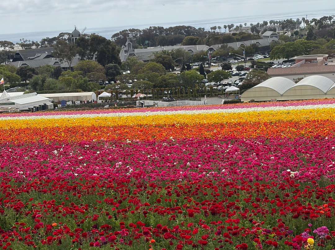The Flower Fields at Carlsbad Ranch-卡尔斯巴德必去景点