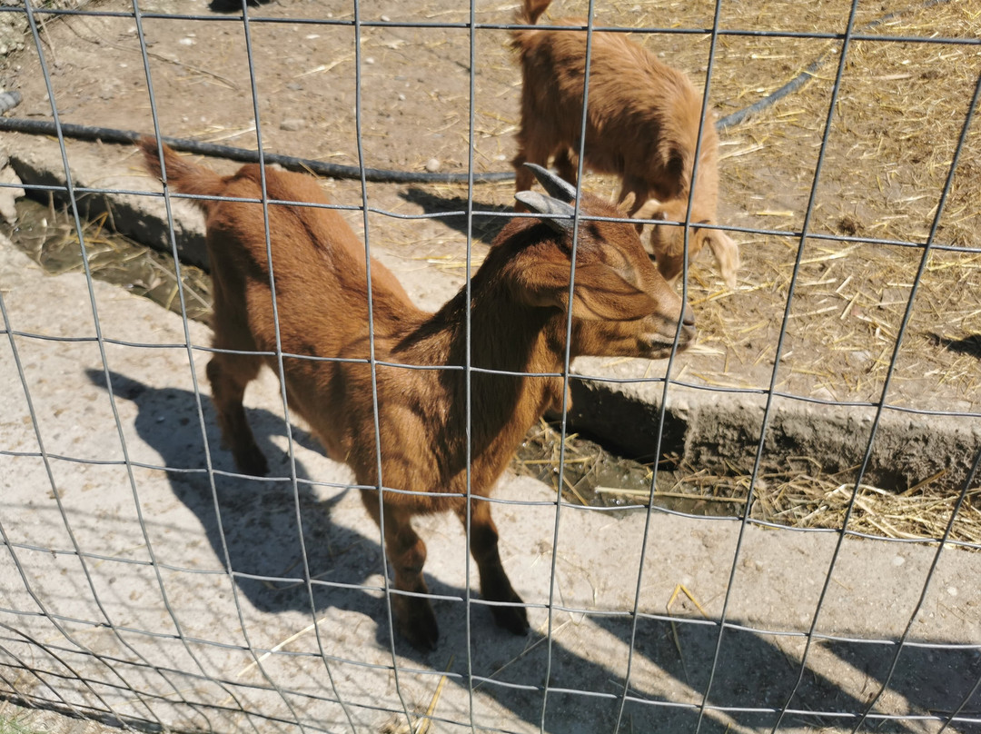 Ktíma - Zoo Park Polyzogópoulou-Amaliada必去景点
