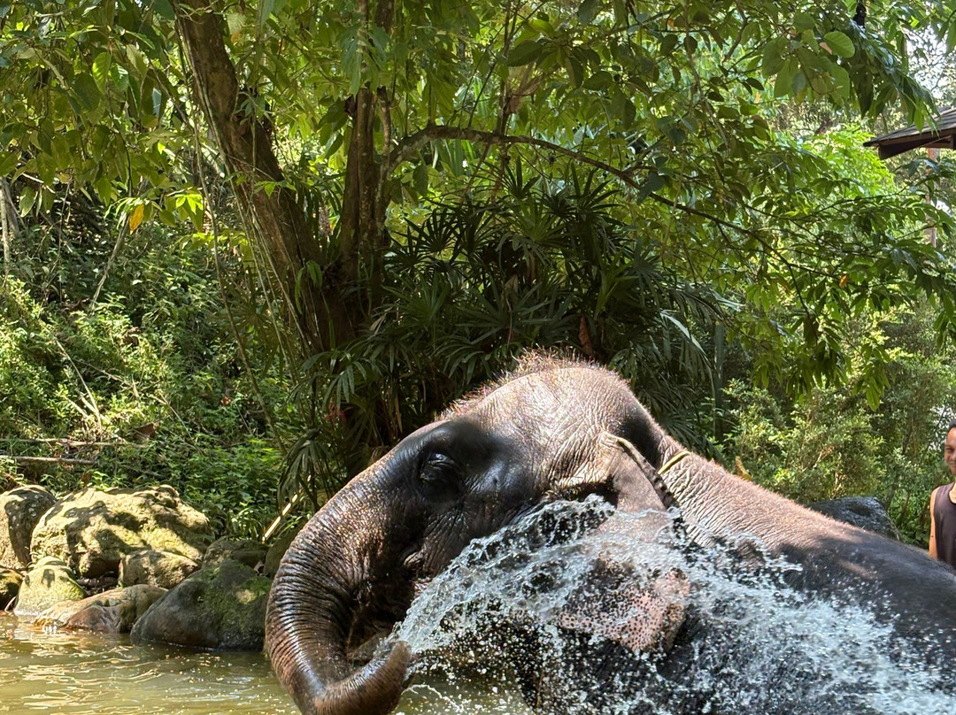 Phang Nga Elephant Park-攀牙必去景点