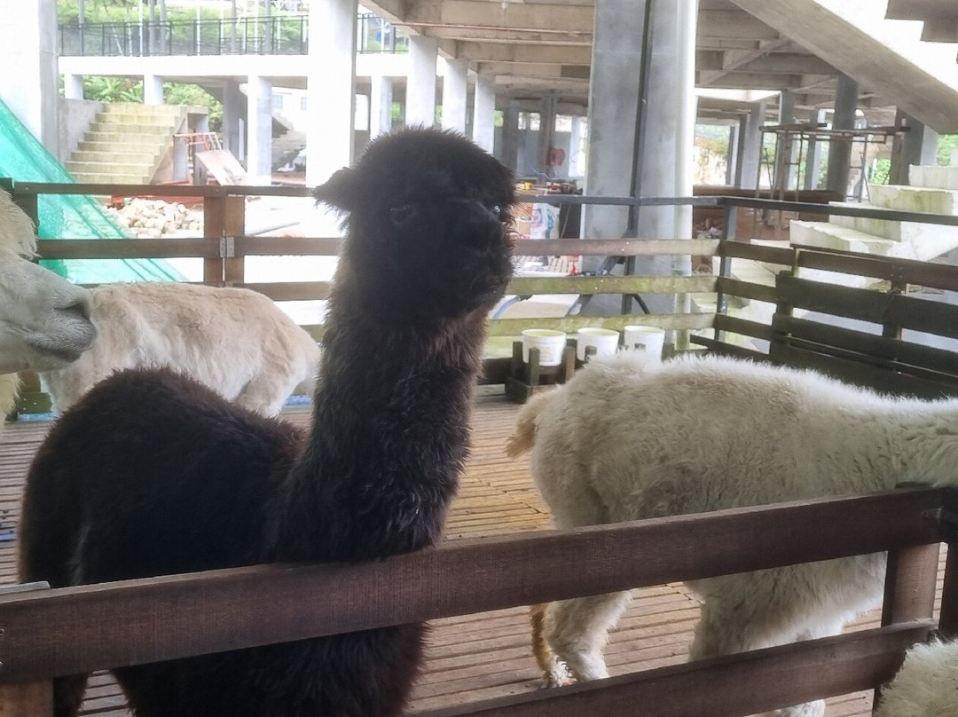 The Sheep Sanctuary-碧兰璋必去景点