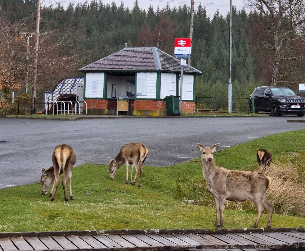 Moor of Rannoch Restaurant & Rooms主图