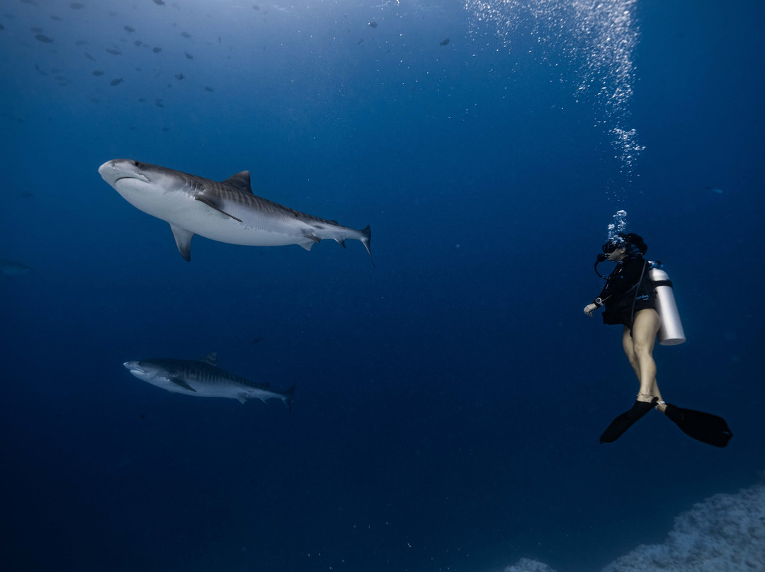Pelagic Divers Fuvahmulah-Fuvahmulah必去景点
