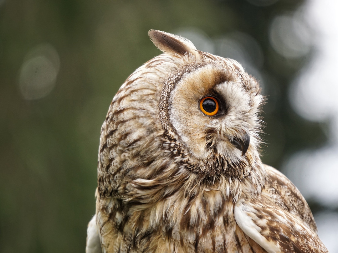 The Falconry Centre-Hagley必去景点