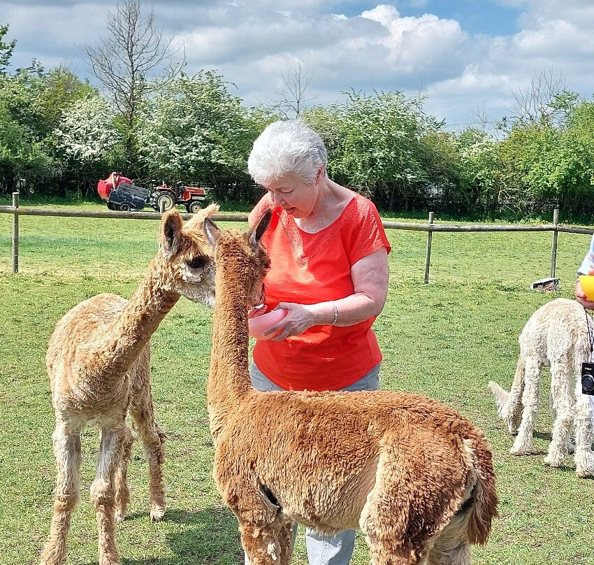 Lane House Alpaca Farm-切本哈姆必去景点