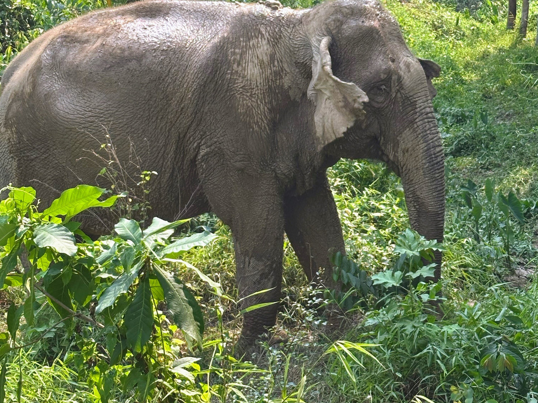 Boon Lott's Elephant Sanctuary-素可泰必去景点