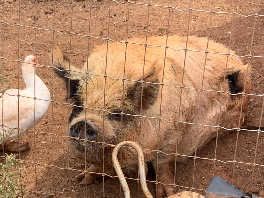 Maui Animal Farm-拉海纳必去景点