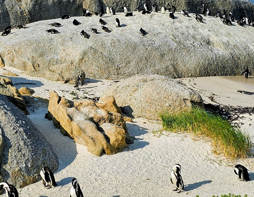 Boulders Beach Penguin Colony-西门镇必去景点