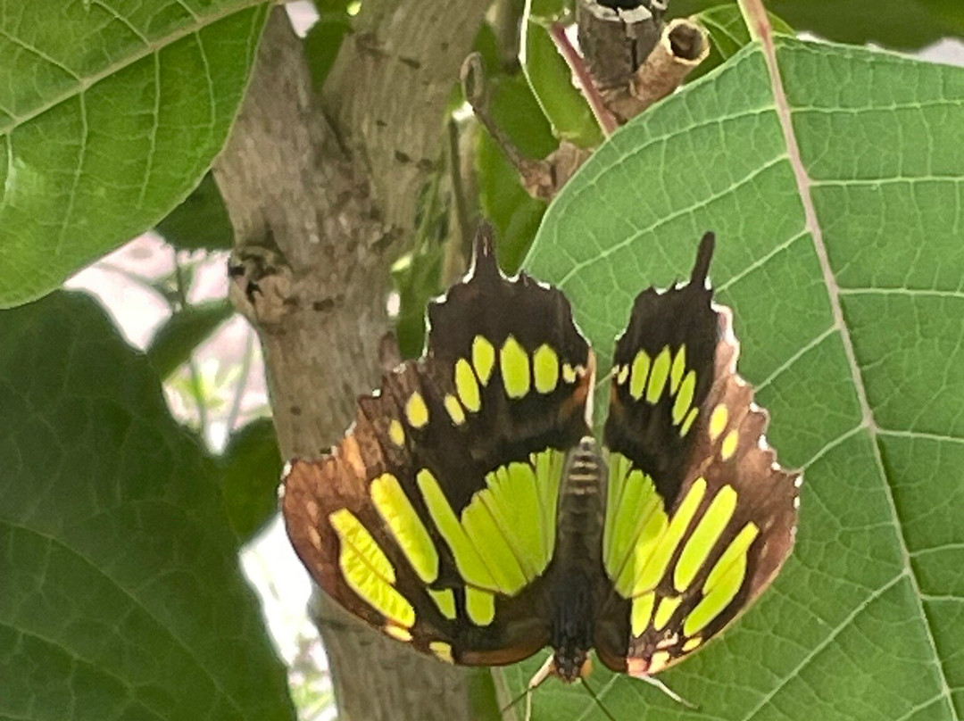 Butterfly World-Coconut Creek必去景点