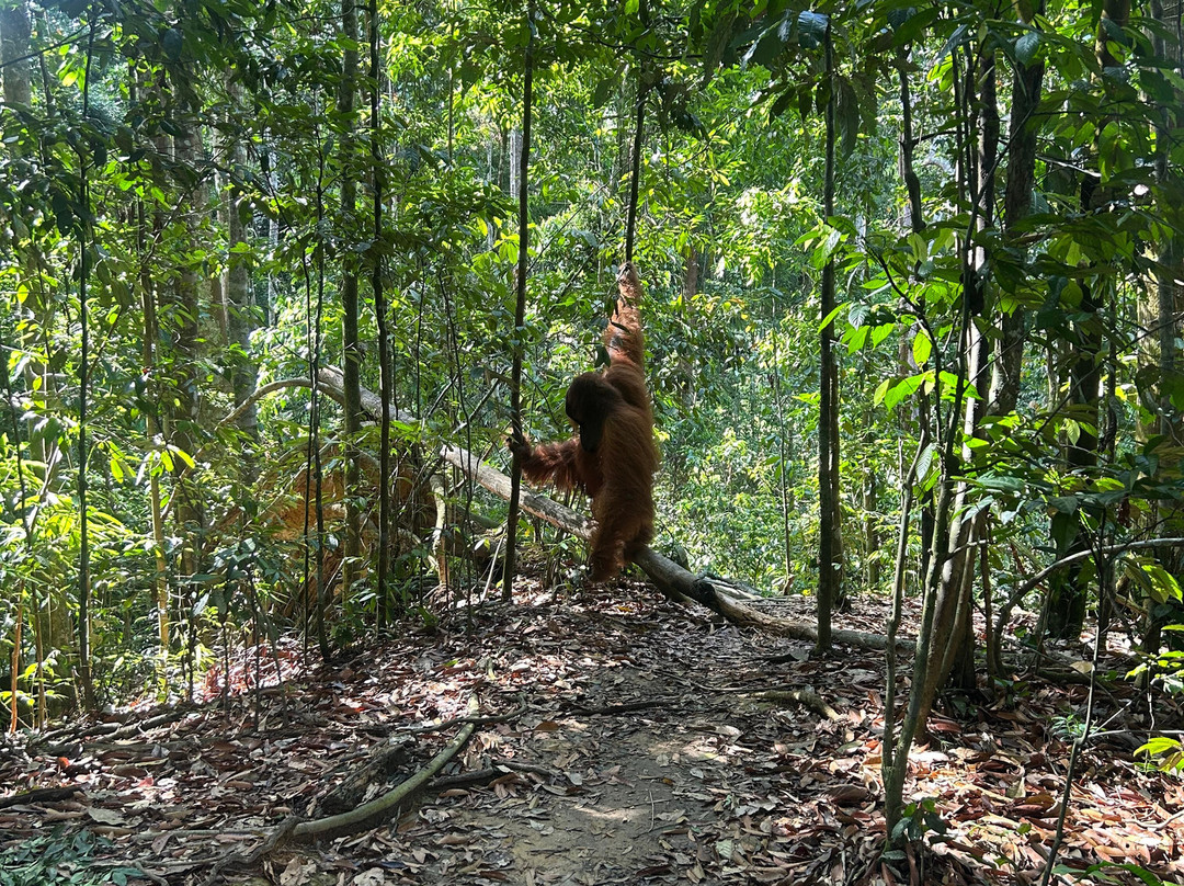 Sumatra Orangutan Explore-武吉拉旺必去景点